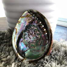Load image into Gallery viewer, ABALONE SHELLS