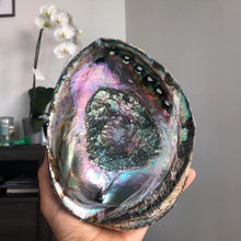 Load image into Gallery viewer, ABALONE SHELLS
